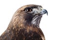 Closeup headshot of a Red Tailed Hawk isolated on white