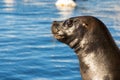 Closeup headshot of a seawolf in Punta Del Este, Uruguay.