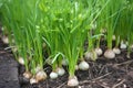 closeup of healthy and growing garlic plants