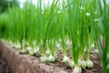 closeup of healthy and growing garlic plants