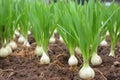 closeup of healthy and growing garlic plants