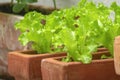 Closeup of healthy organic young homegrown lettuce, specie lactuca sativa, it is a source of vitamin K and vitamin A.