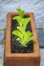 Closeup of healthy organic young homegrown lettuce, specie lactuca sativa, it is a source of vitamin K and vitamin A.