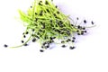 healthy plant microgreens sprouts