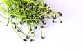 Healthy plant microgreens sprouts