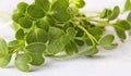 healthy plant microgreens sprouts