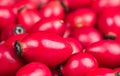 Closeup of healthy ripe red rosehip fruits pile in a blur background. Fructus cynosbati