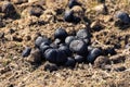 Closeup of a heap of donkey manure on dry grass