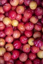 Closeup of heap of European plum at the wholesale market stall