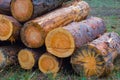 closeup heap of fir tree log in forest