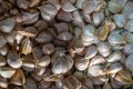 Closeup of a heap of garlic cloves.