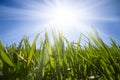 Closeup heap of green grass in a light of sparkle sun