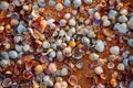 Closeup heap of marine shell on a sand