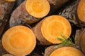 Closeup heap of pine tree trunk in a forest