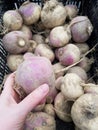 Choosing a turnip at the market