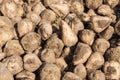 Closeup of heap of sugar beets