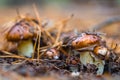 Heap of Suillus mushroom in forest