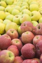 Closeup heap sweet fresh ripe apples. Fruit backround. Healthy food. Royalty Free Stock Photo