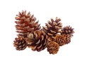 Closeup of a heap of various size natural dry pine cones on transparent backdrop