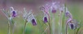 closeup heap of violet bell flowers in forest