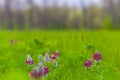 closeup heap of wild flowers in green grass