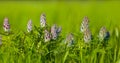 closeup heap of wild flowers in green grass