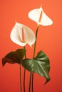 Flower tropical calla red beauty fresh close-up bloom plants green nature colorful