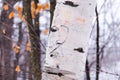 Closeup of heart and initials carved in white birch tree trunk seen during a snowy winter day