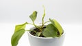 Closeup of a heart shape leaf philodendron brasil variegated potted plant on a white isolated background Royalty Free Stock Photo