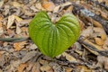 Air Potato or Dioscorea Bulbifera Leaf Royalty Free Stock Photo