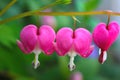 Closeup of the heart-shaped pink blossoms of the popular garden flower called bleeding heart, Germany Royalty Free Stock Photo