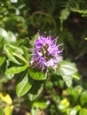 Closeup of hebe speciosa surrounded by greenery in a field under the sunlight