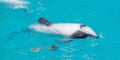 Closeup of a Hector's dolphin with calf in Akaroa Harbour, New Zealand