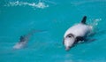 Closeup of a Hector's dolphin with calf in Akaroa Harbour, New Zealand Royalty Free Stock Photo