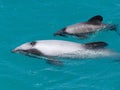 Closeup of a Hector's dolphin with calf in Akaroa Harbour, New Zealand