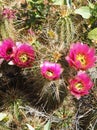 Closeup of a Hedgehog Cactus Blooms and bees vertical Royalty Free Stock Photo