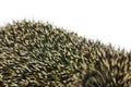 Closeup of hedgehog quills