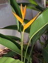 Heliconia `Golden Torch` Isolated on Nature Background