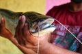 Closeup of a helicopter catfish (Wallago attu) in human hands