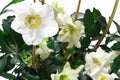 Closeup of hellebore flowers and leaves Royalty Free Stock Photo