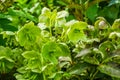 Closeup of hellebore plant, evergreen plant from Eurasia, popular cultivated ornamental flowers for the garden