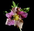 Closeup of Helleborus flower , aka Chistmas or Winter rose, on black background