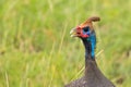 Closeup of Helmeted guinea fowl, large African game bird with bony casque on the head in Tanzania, East Africa