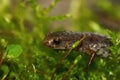 Closeup on a Hemidactylium scutatum , Foer-toed salamander Royalty Free Stock Photo