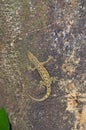 Hemidactylus brookii , gecko lizard in tropical forest of Sri Lanka Royalty Free Stock Photo