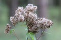 Closeup of a Hemp-agrimony plant found in the wilderness isolated on a blurry background Royalty Free Stock Photo