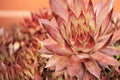 Closeup Hen and Chicks Plant