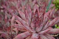 Closeup Hen and Chicks Plant