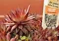 Closeup Hen and Chicks Plant in FlowerPot