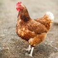 Closeup of a hen in a farmyard